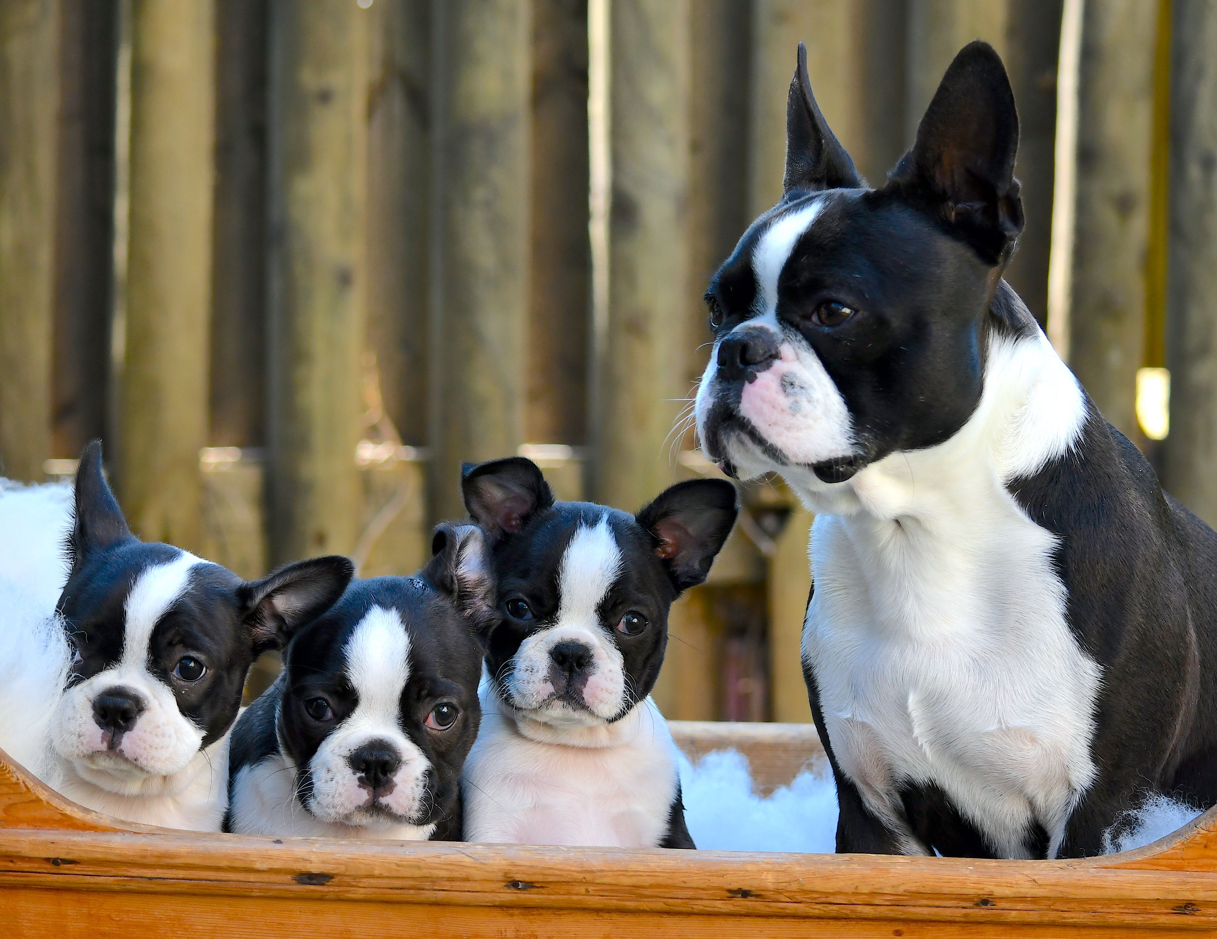 Boston Terrier of Mystic Infinity - Nachzuchten von Joker